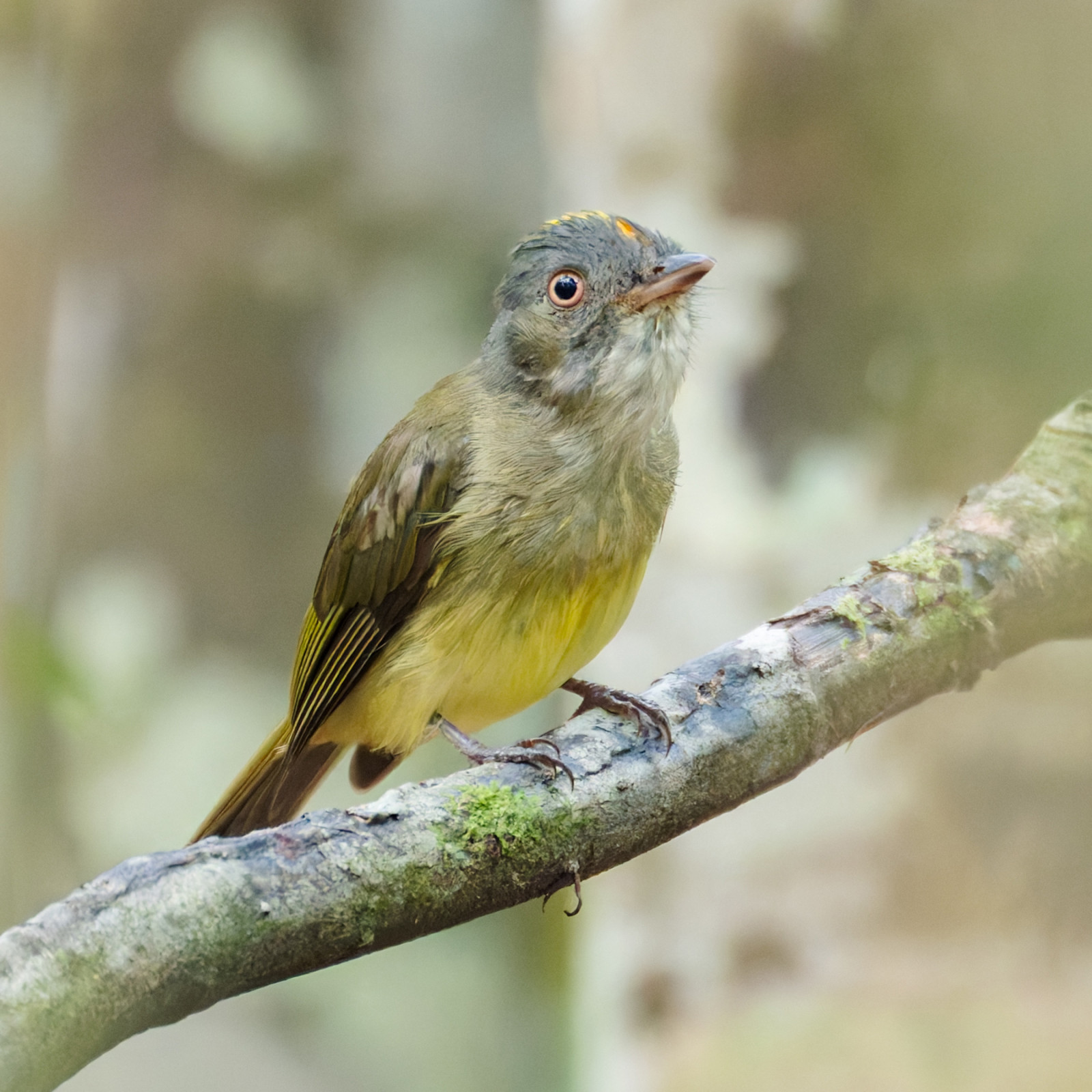 image Saffron-crested Tyrant-Manakin